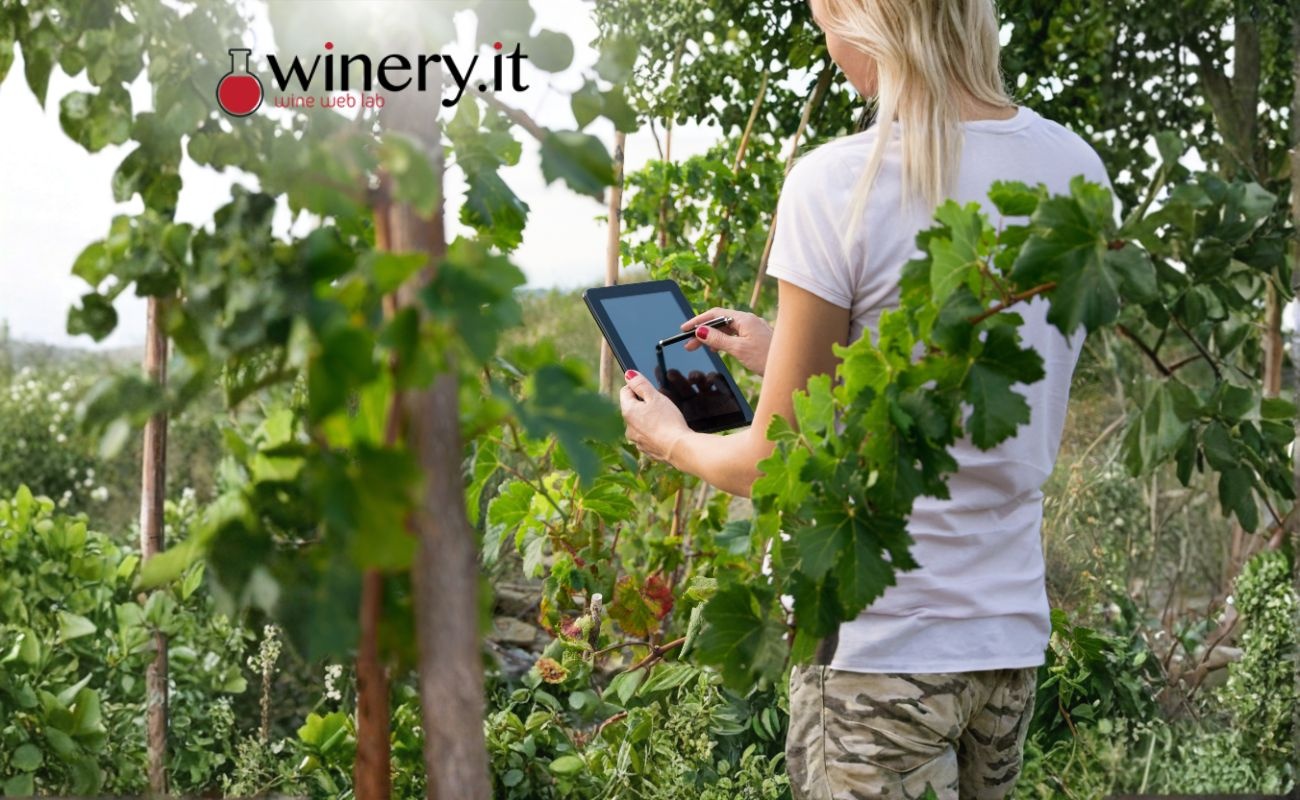 Perché la tua Cantina ha bisogno di un’Identità Digitale (oltre i Social)